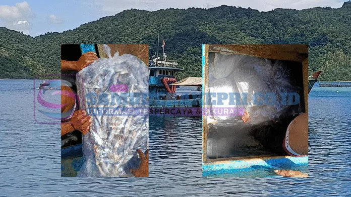 Kapal Pukat Mayang Diduga Jual Ikan di Pelabuhan Perikanan Antang, Kepala Satker PSDKP Masih Dinas Luar