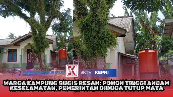 Pohon Berbahaya, Warga Kampung Bugis Minta Tindakan