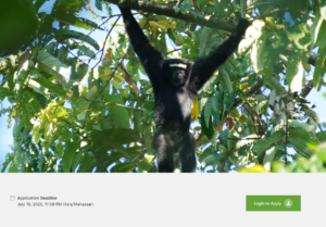 Dilansir dari Internews EJN, pendaftaran beasiswa liputan konservasi kera dan orangutan Asia senilai US$1.500 bagi jurnalis Indonesia dibuka hingga 19 Juli.