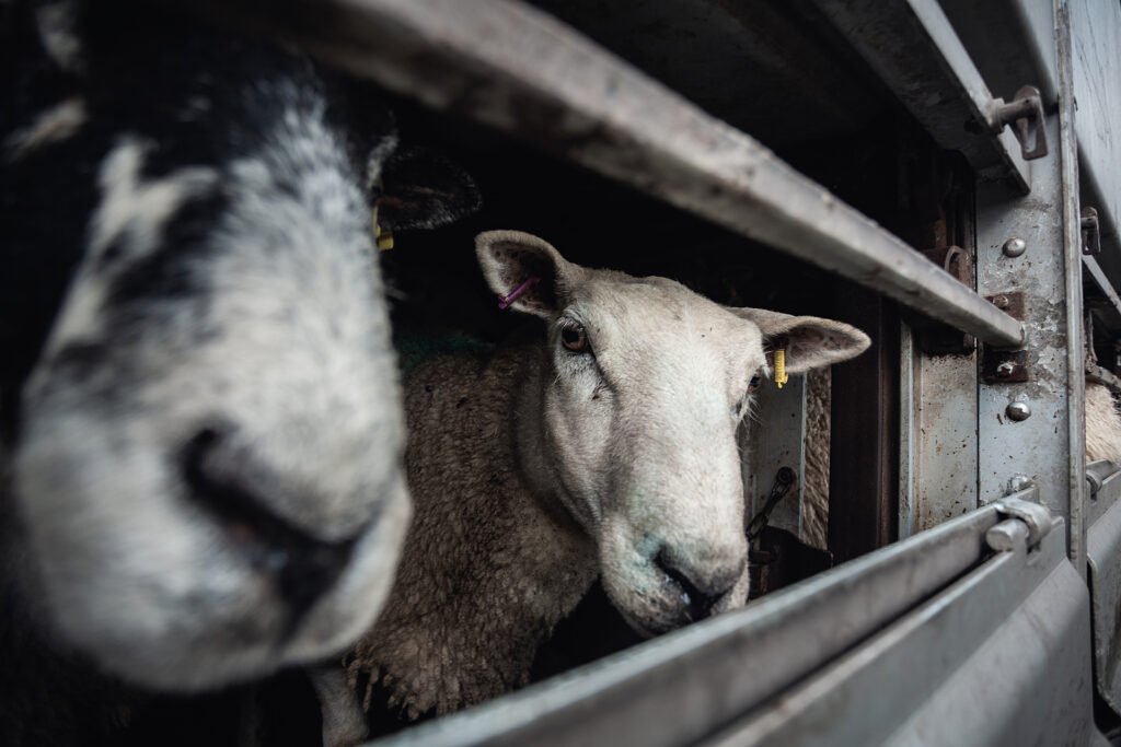 Desak WOAH Akhiri Ekspor Hewan Hidup, Animal Friends Jogja Serukan Larangan Transportasi Jarak Jauh