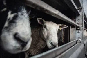 Desak WOAH Akhiri Ekspor Hewan Hidup, Animal Friends Jogja Serukan Larangan Transportasi Jarak Jauh