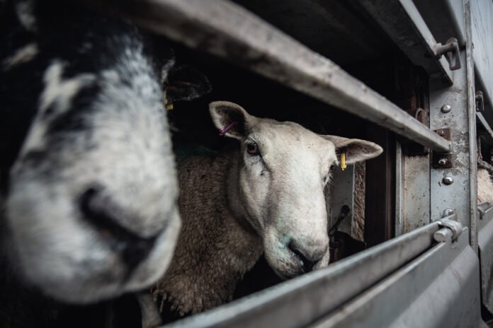 Sheep make intense eye contact as they look out through the metal bars of a multi-level transport truck arriving at a halal slaughterhouse. M. Najib & Sons slaughterhouse, Derby, Derbyshire, England, UK, 2022. Tom Woollard / We Animals