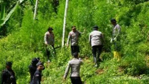 Berawal dari Penangkapan 2 Kg Ganja Kering, Polres Lhokseumawe Bongkar Kebun Narkoba Raksasa