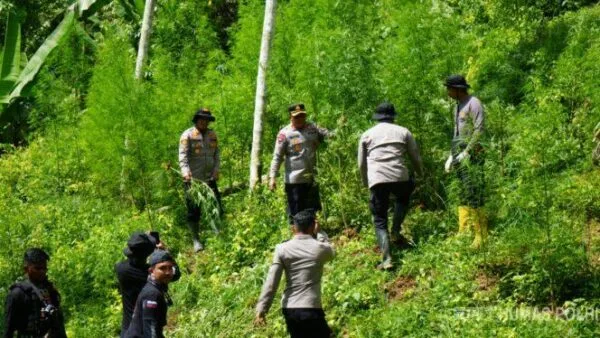 Berawal dari Penangkapan 2 Kg Ganja Kering, Polres Lhokseumawe Bongkar Kebun Narkoba Raksasa