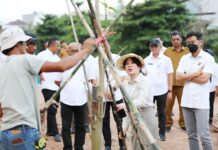 Li Claudia Chandra Mulai Penataan DAS Baloi Indah Jadi Taman Kota Wakil Wali Kota Batam Li Claudia Chandra menanam pohon di kawasan DAS Baloi Indah.