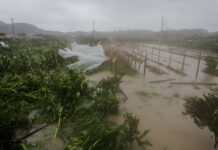 Badai Bavi Terjang China Timur, Jalur Transportasi Lumpuh Total Lahan pertanian di Wenzhou China terendam banjir bandang akibat terjangan Badai Tropis Bavi.