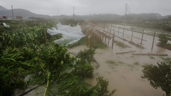 Lahan pertanian di Wenzhou China terendam banjir bandang akibat terjangan Badai Tropis Bavi.