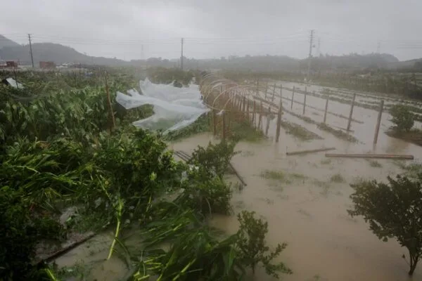 Lahan pertanian di Wenzhou China terendam banjir bandang akibat terjangan Badai Tropis Bavi.