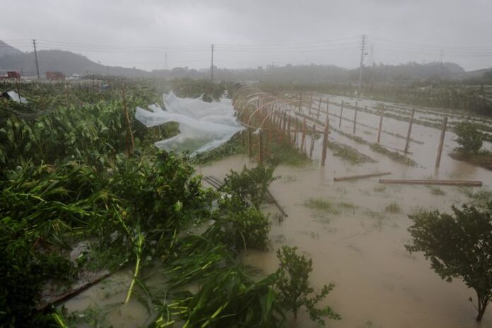 Lahan pertanian di Wenzhou China terendam banjir bandang akibat terjangan Badai Tropis Bavi.