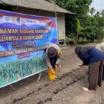 Dukung Asta Cita Presiden, Polsek Jemaja Gandeng Mahasiswa KKN UGM Tanam Jagung Pipil di Jemaja Timur