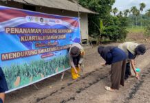 Dukung Asta Cita Presiden, Polsek Jemaja Gandeng Mahasiswa KKN UGM Tanam Jagung Pipil di Jemaja Timur Personel Polsek Jemaja bersama mahasiswa KKN UGM dan Kelompok Tani Tunas Karya saat menanam benih jagung di Desa Bukit Padi.