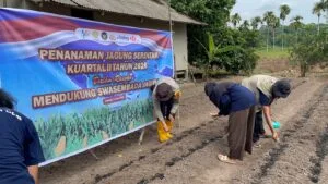 Dukung Asta Cita Presiden, Polsek Jemaja Gandeng Mahasiswa KKN UGM Tanam Jagung Pipil di Jemaja Timur