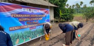 Dukung Asta Cita Presiden, Polsek Jemaja Gandeng Mahasiswa KKN UGM Tanam Jagung Pipil di Jemaja Timur Personel Polsek Jemaja bersama mahasiswa KKN UGM dan Kelompok Tani Tunas Karya saat menanam benih jagung di Desa Bukit Padi.