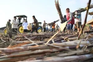 Produktivitas Meningkat, Petani Apresiasi Sistem Penyaluran Pupuk Tepat Sasaran