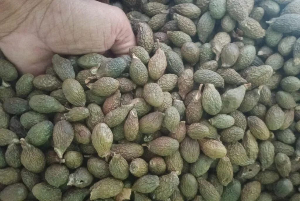 Panen Melimpah Hasil Hutan Jemaja, Petani Keluhkan Prosedur Penjualan Buah Kepayang Keluar Daerah