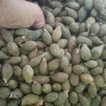 Hasil panen biji buah kepayang atau kembang semangkok di Pulau Jemaja