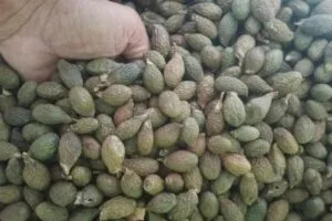 Hasil panen biji buah kepayang atau kembang semangkok di Pulau Jemaja