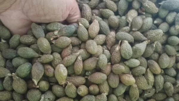 Hasil panen biji buah kepayang atau kembang semangkok di Pulau Jemaja