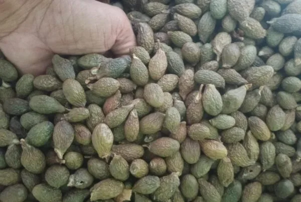 Hasil panen biji buah kepayang atau kembang semangkok di Pulau Jemaja