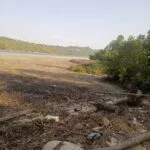 Kondisi penebangan dan pembabatan kawasan hutan mangrove di samping Pelabuhan Roro Desa Piabung