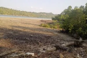 Kondisi penebangan dan pembabatan kawasan hutan mangrove di samping Pelabuhan Roro Desa Piabung