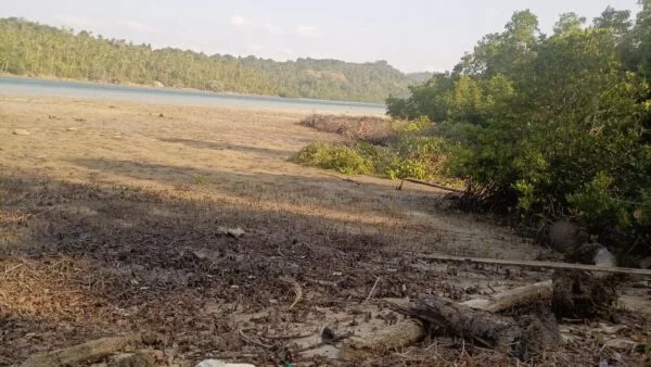 Kondisi penebangan dan pembabatan kawasan hutan mangrove di samping Pelabuhan Roro Desa Piabung