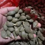 Petani di Pulau Jemaja Anambas memanen dan mengumpulkan buah Kembang Semangkok atau Kepayang