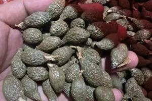 Petani di Pulau Jemaja Anambas memanen dan mengumpulkan buah Kembang Semangkok atau Kepayang