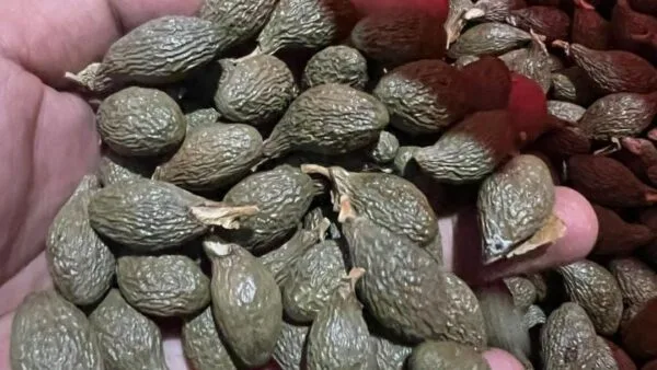 Petani di Pulau Jemaja Anambas memanen dan mengumpulkan buah Kembang Semangkok atau Kepayang