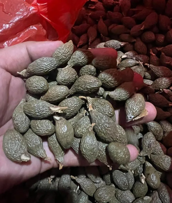 Minta Regulasi Perdagangan Tak Dipersulit, Petani Kembang Semangkok Anambas Harapkan Kejelasan Aturan Luar Daerah